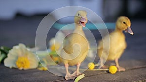 Two teeny yellow duckligs walking in flowers