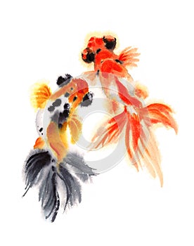 Two Telescope Goldfish Watercolor Illustration Hand Drawn