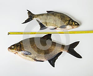 Two tench.