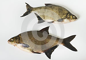 Two tench.