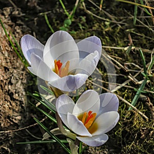 Two tender early crocuses Blue Pearl under the tree. Sunny spring day.