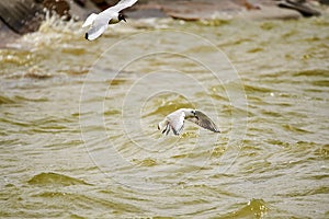 Two terns is catching fish in water