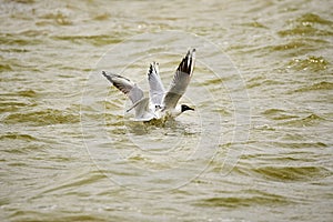 Two terns are fishing in the lake