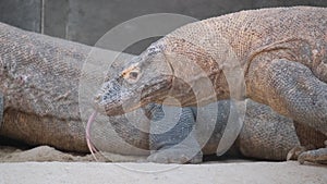 Two terrestrial iguanas with scaled reptile skin resting on a rock in the wild