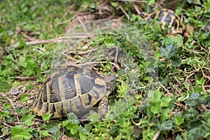 Two Terrestrial tortoise