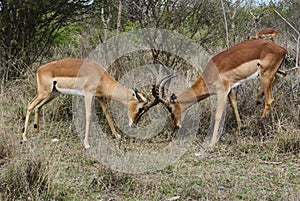 Two territorial Impala rams fighting with each other