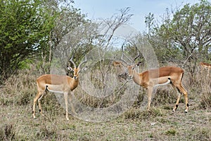 Two territorial Impala rams fighting with each other