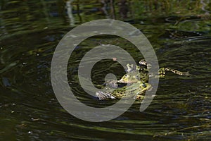 Two territorial male water frogs (Pelophylax kl. esculentus) quarrel in a pond, dark background, copy space