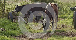 Two tethered cows, one is milked by hand and the other eats grass