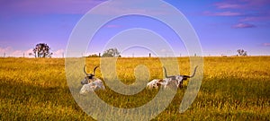 Two Texas Longhorn cattle laying in a field