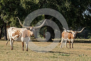 Two Texas Longhorns