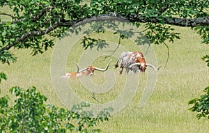 Two Texas longhorns in a meadow