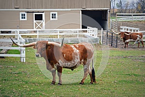 Two Texas Longhorns photo
