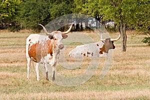 Two Texas Longhorns In Pasture.