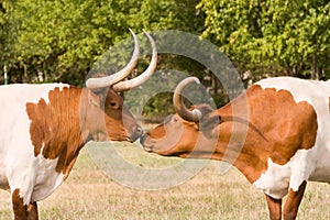 Two Texas Longhorns In Pasture