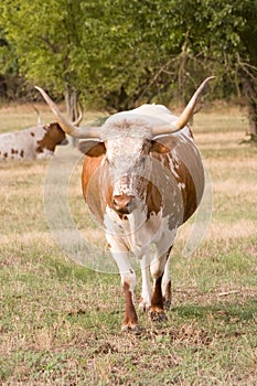 Two Texas Longhorns In Pasture.