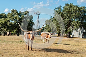 Two Texas Longhorns and the Windmill photo