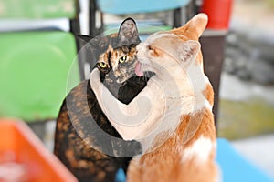 Two Thai cute cats snuggling and use tongue lick at face and grooming each other.