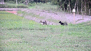 Two thai dogs barks in farmland
