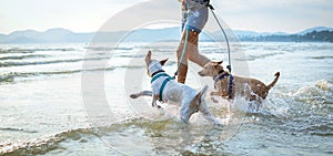 Two thai dogs playing on the beach