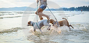 Two thai dogs playing on the beach