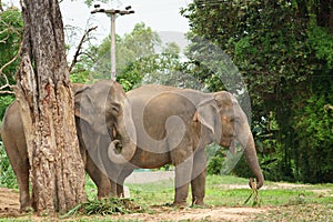 Two Thai elephants in zoo eating grass