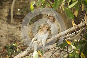 Two Thai Monkeys