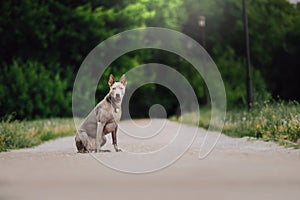 Two Thai Ridgeback dog playing on the grass, outdoor