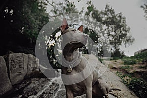 Two Thai Ridgeback dog playing on the grass, outdoor