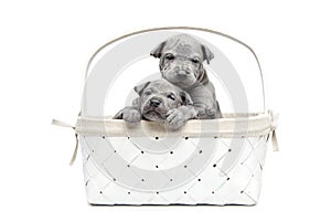 Two thai ridgeback puppies in basket isolated on white