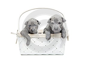 Two thai ridgeback puppies in basket isolated on white