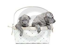 Two thai ridgeback puppies in basket isolated on white