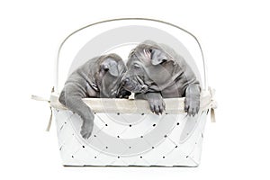 Two thai ridgeback puppies in basket isolated on white