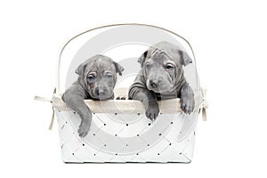 Two thai ridgeback puppies in basket isolated on white