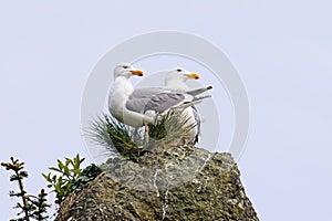 Two Thayer's gulls perched on large rock