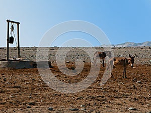 Two thirsty donkeys at a water well