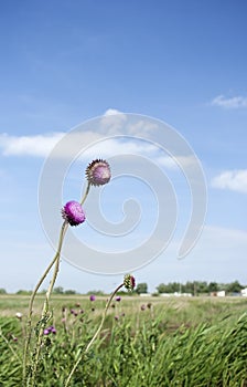 Two thistles