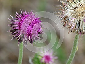 Two thistles - in bloom and seeds