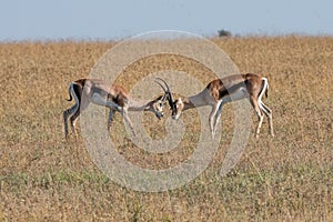 Two Thompson gazelles sparring in the savannah