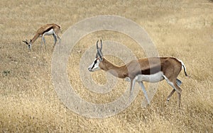 Two Thomson gazelle standing in a savannah.