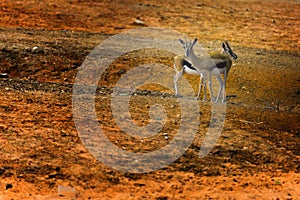 Two Thomson\'s gazelle in the Safary of Ramat Gan Israel