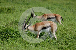 Two Thomson's Gazelles Eating