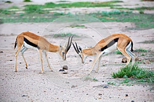 Two Thomsons gazelle are fighting in the savannah of Kenya photo