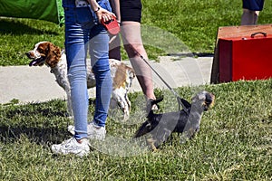 Two thoroughbred dogs on leash at feet of mistress are looking in different directions