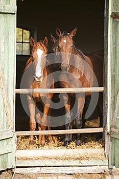 Two thoroughbred foals in stable door. Horses in the barn