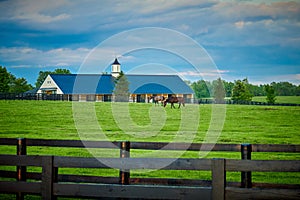 Two Thoroughbred Horses Grazing in a Field