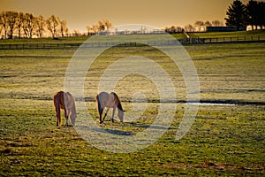 Two thoroughbred horses grazing in a field