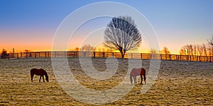 Two thoroughbred horses grazing at sunrise in a field