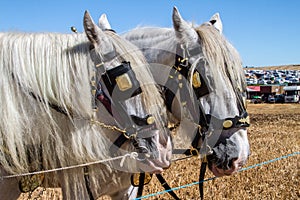 Two thoroughbred Shire horses wearing tackle and blinkers