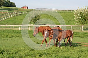 Two Thoroughbred weanlings follow their mentor, a retired racehorse.